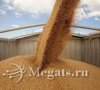 Зерновые